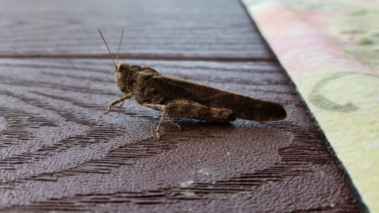 grasshopper.jpg