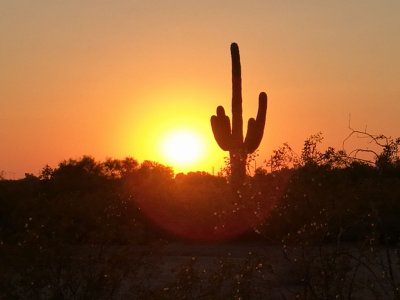 Saguaro Sun.jpg