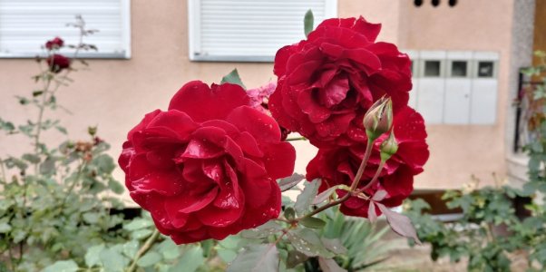 roses_18_9.jpg