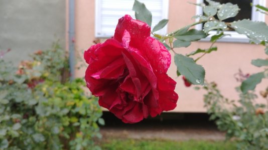 roses_16_9.jpg
