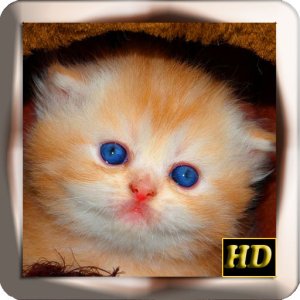 kittens.jpg kittens.jpg