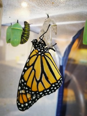 IMG_20170903_104856.jpg