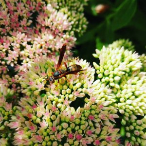 IMG_20170830_190856_284.jpg
