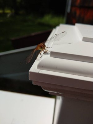 IMAG0366.jpg