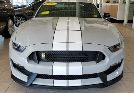 Shelby_16.jpg