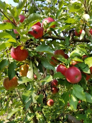 apples.jpg