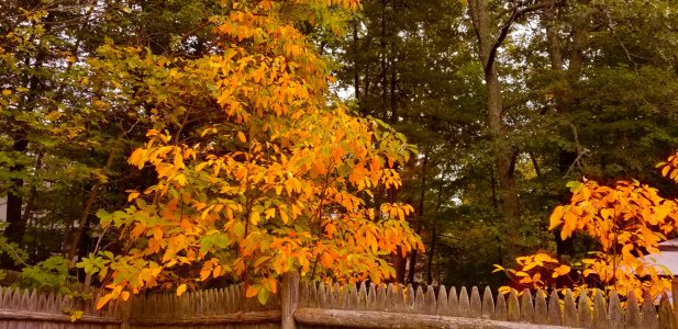 FallColors2.jpg