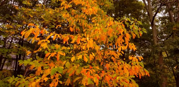 FallColors.jpg