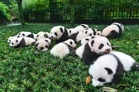 01pandainsemination.adapt.1190.1.jpg