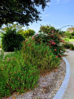 MVIMG_20171019_144125-EFFECTS.jpg