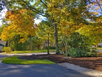 Yard_After_2.jpg Yard_After_2.jpg