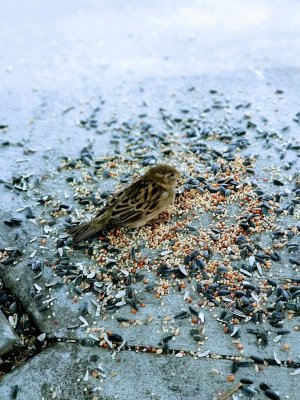 Bird.jpg