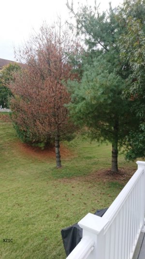 xz1c tree2.jpg xz1c tree2.jpg