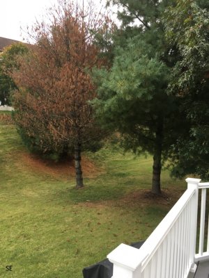 se tree2.jpg