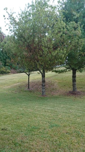 xz1c tree1.jpg