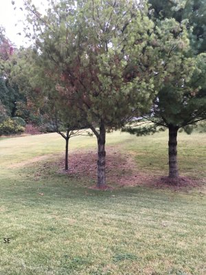 se tree1.jpg se tree1.jpg