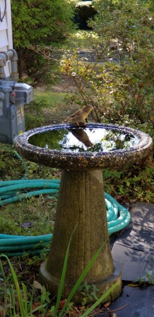 Birdbath.jpg
