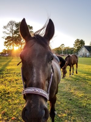 PSX_20171029_094929[1].jpg