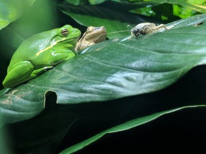 Frogs.jpg