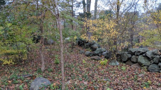 IMG_20171106_151004.jpg