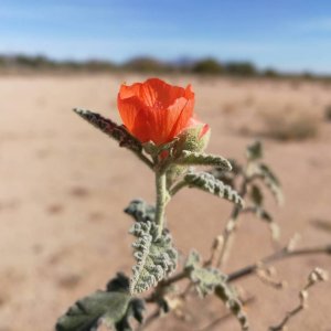 desert flower.jpg