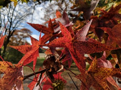IMG_20171109_094911.jpg
