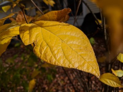 IMG_20171109_094655.jpg