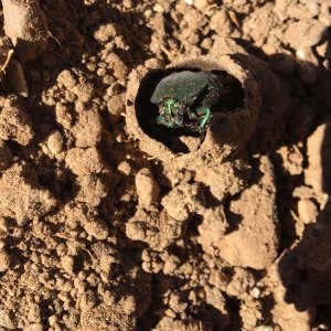 Fig beetle iPhone.jpg