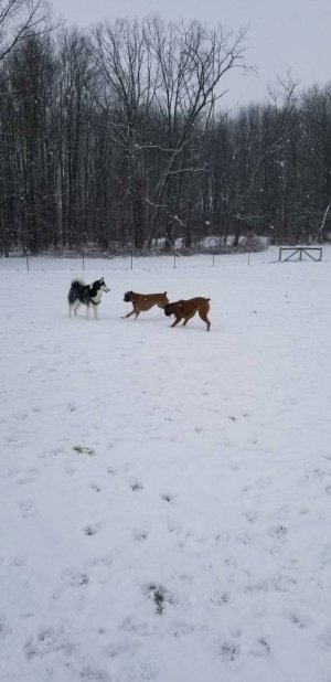 20171230_121611_1514655434634.jpeg