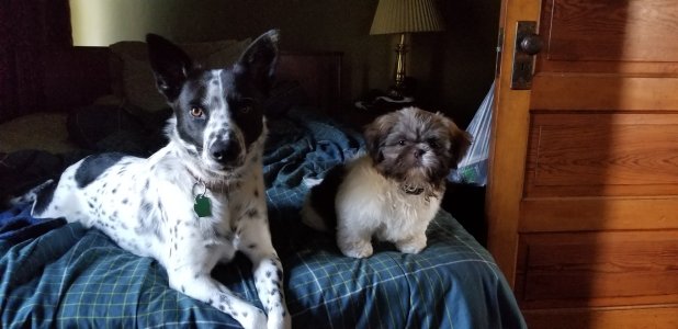 2 yahoos.jpg