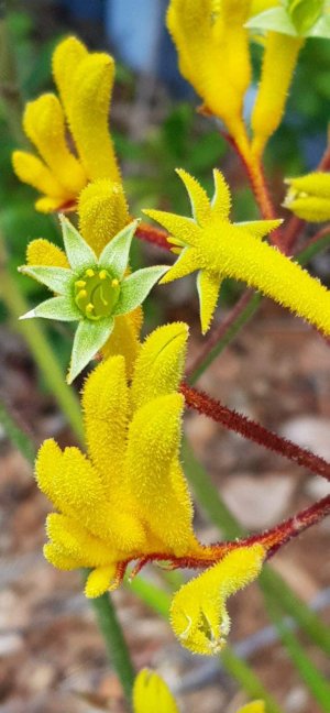 kangaroo_paw.jpg
