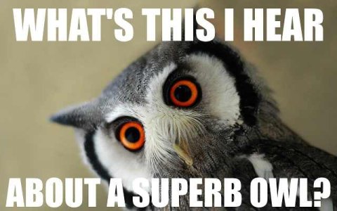 Superb owl.jpg