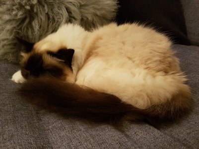 Cat S7.jpg