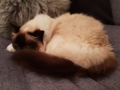 Cat S9+.jpg