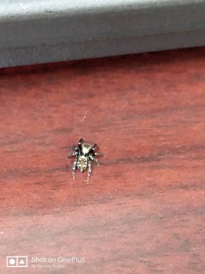 IMG_20180517_091538.jpg