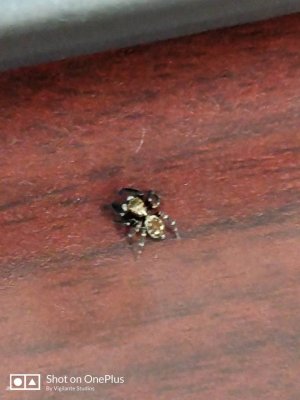 IMG_20180517_091546.jpg