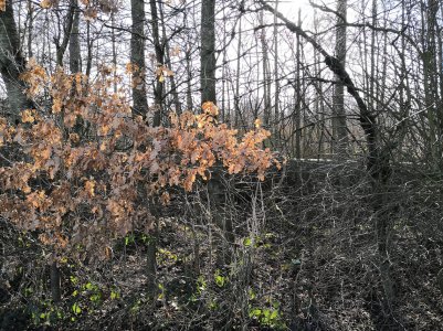 IMG_20180225_101842.jpg