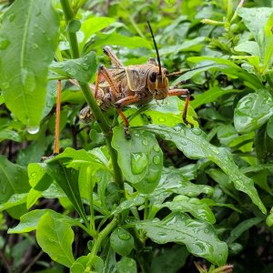MVIMG_20180520_170843-2.jpg