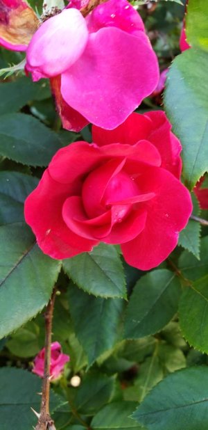20180524_155700.jpg