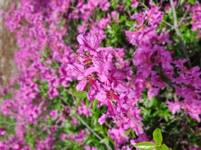 IMG_20180525_122501_Bokeh.jpg