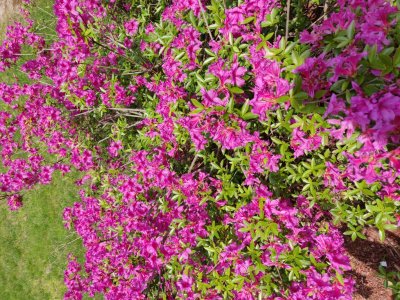 IMG_20180525_122444.jpg