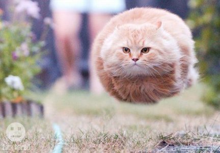 HOVER-CAT-random-10957136-640-445.jpg