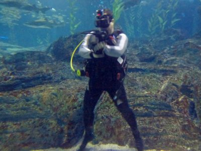 Gangnam style shark diving.jpg