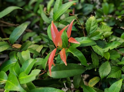 flower.jpg