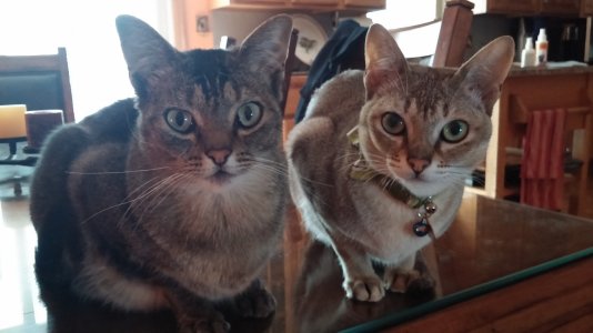 cats2.jpg