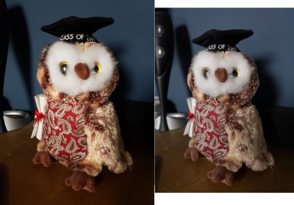 owl.jpg