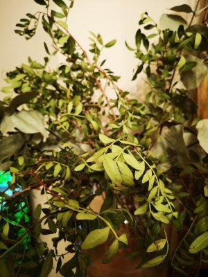 IMG_20180411_215527.jpg