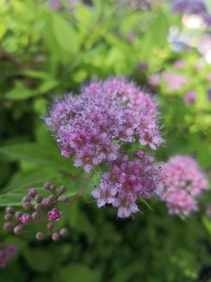 IMG_20180614_131429.jpg