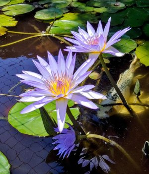 20180618_123828_HDR.jpg 20180618_123828_HDR.jpg