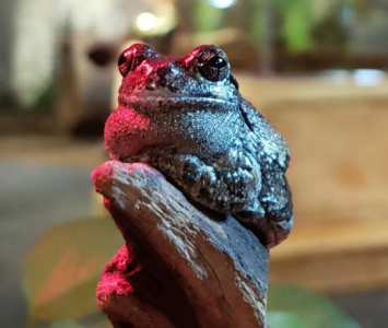 Toad.png